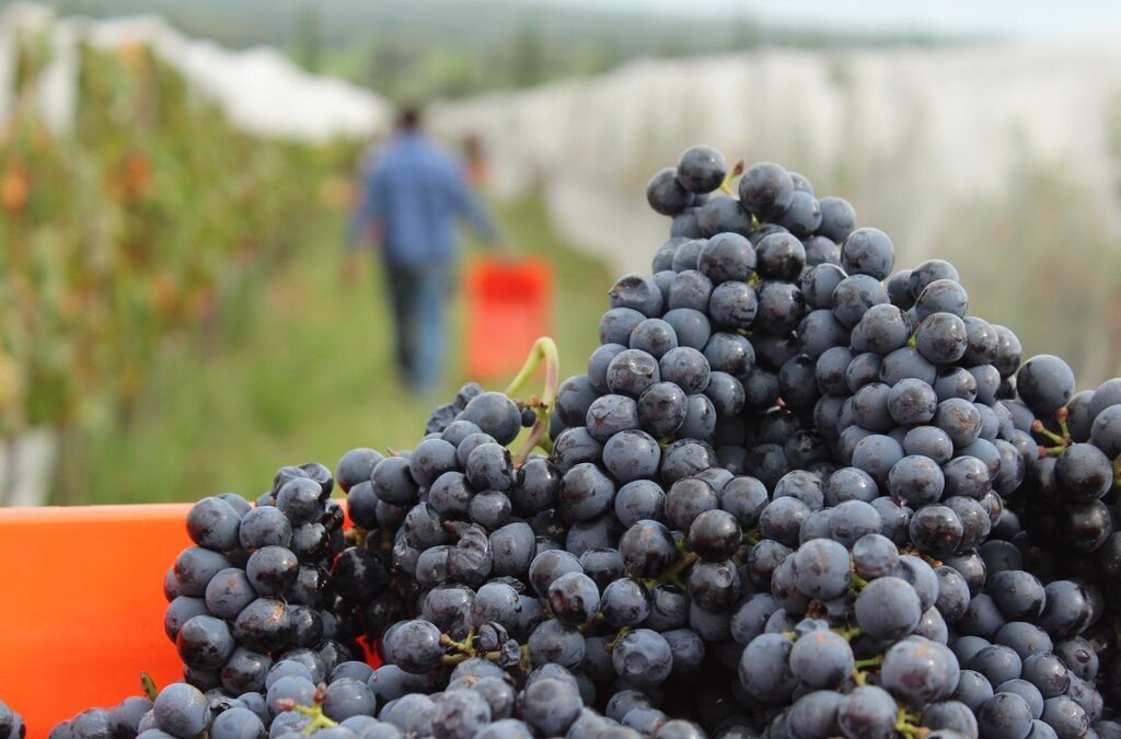 San Juanito: el vino de Querétaro que empezó antes que su bodega